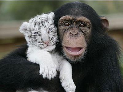 表情がたまらない ホワイトタイガーとチンパンジーの2ショット写真 らばq