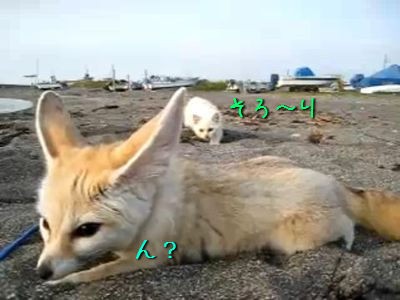 フェネックの背後に猫がやってきた ふたりの出会いの結末は 動画 らばq フェネックの背後に猫がやってきた ふたりの出会いの結末は 動画 らばq