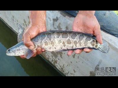 雷魚にまさかの落雷が直撃 名前の通りカミナリを呼んだ らばq