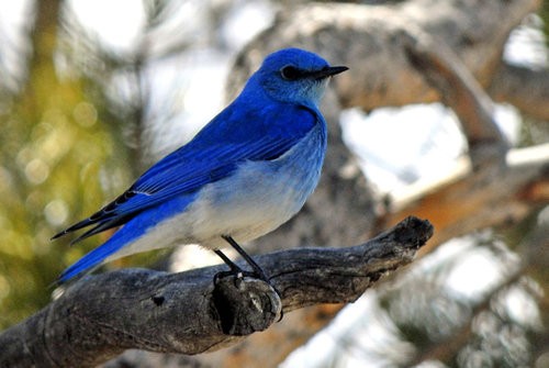 こんなかわいい鳥がこの世に存在するなんて マウンテン ブルーバード の写真にときめく人が続出 らばq