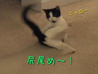 全力で自分の尻尾と戦う 落ち着きの足りない猫 動画 らばq