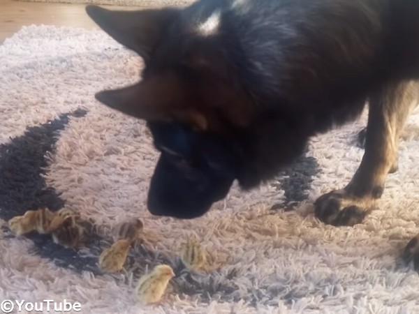 穏やかなひととき 犬とウズラの赤ちゃんたちの関係にほっこり 動画 らばq