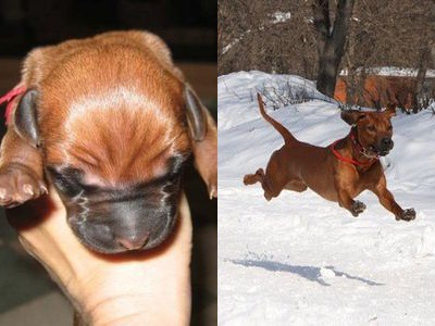 いろんな犬の成長前と成長後を比べたビフォー アフター らばq