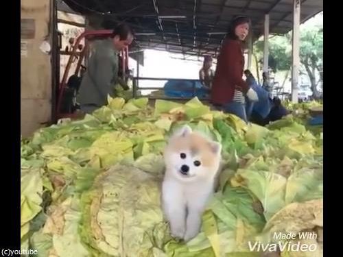 これは天使の笑顔 キャベツの山でニッコリする犬 動画 らばq