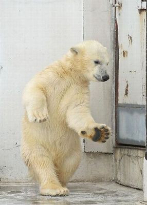 白クマの世にも奇妙なダンス この肉球が目に入らぬか らばq