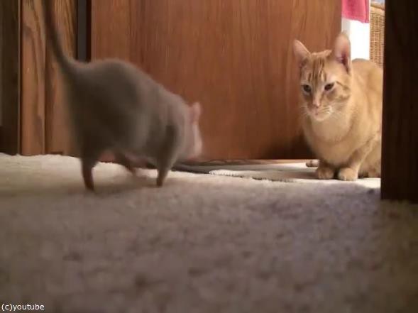 これこそリアル トムとジェリー とても仲良しな猫とネズミの関係 動画 らばq