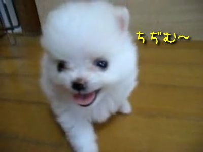 豆つぶみたいに小さくなる犬 ポメラニアンのポメちゃん 動画 らばq