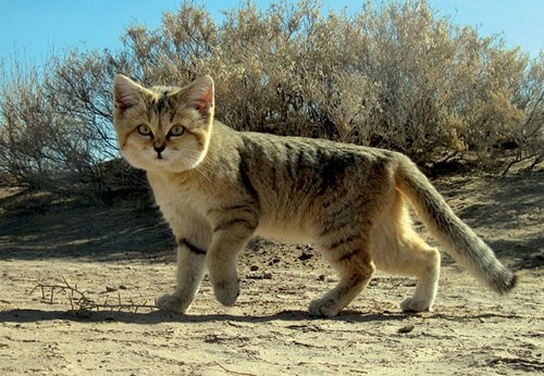 正直 スナネコよりかわいい生き物なんていないと思う 子猫と間違われていた写真 らばq