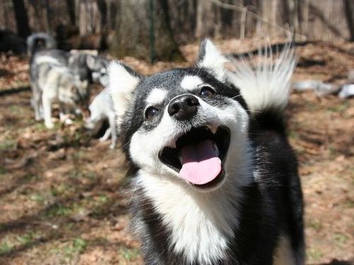 こっちまでハッピーになる うれしそうな犬たちの写真16枚 らばq
