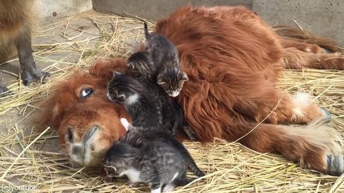 ミニチュアホースに甘える子猫たち それを眺めるカピバラ 動画 らばq