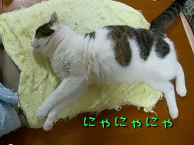 どんな夢見てるの 寝ぼけながら激しくダッシュする猫 動画 らばq