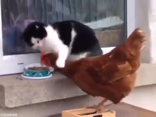 猫とニワトリ ご飯をめぐる対決の結果 動画 らばq