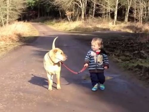 なんてかわいらしいの 犬と男の子が並んで散歩 動画 らばq
