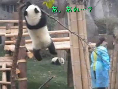 降りれなくなっちゃった 赤ちゃんパンダが木の上で悪戦苦闘 動画 らばq