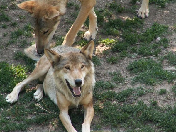 野生のオオカミと犬が見つめ合っている 神秘的な写真だと話題の1枚 らばq