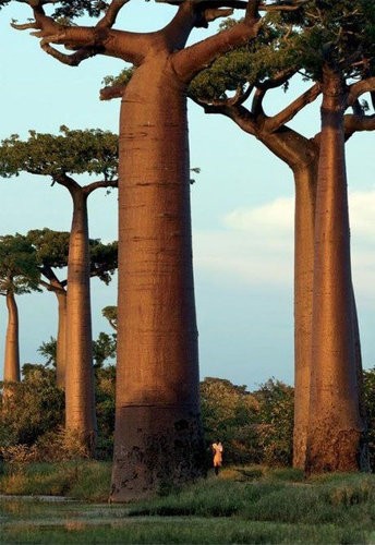 地球上の光景とは思えない バオバブの木 の写真14枚 らばq