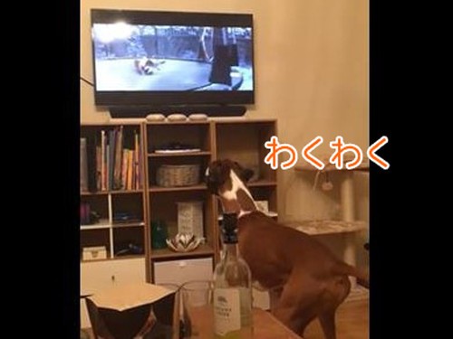 テレビを観た犬 僕もトランポリンがほしい 興奮が止まらない 動画 らばq