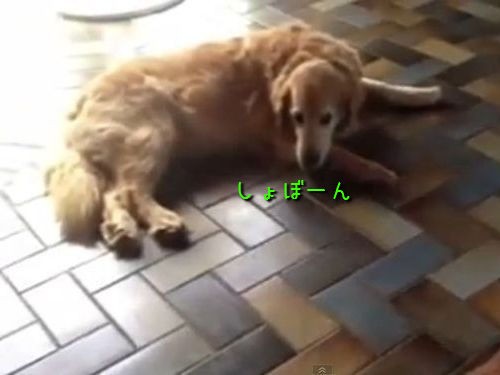 猫好きさえも同情してしまう ちょっとかわいそうな犬 動画 らばq