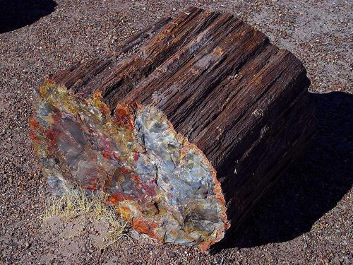 最速出荷 木の化石です。 その他 - LITTLEHEROESDENTISTRY