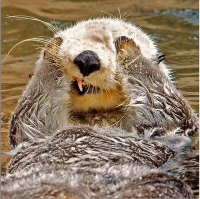 それは見たくなかったかも と思うラッコの秘密 らばq それは見たくなかったかも と思うラッコの秘密 らばq