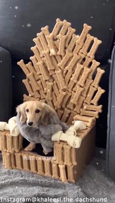 これぞセレブ犬の極み 豪華なイスが贈られる 動画 らばq