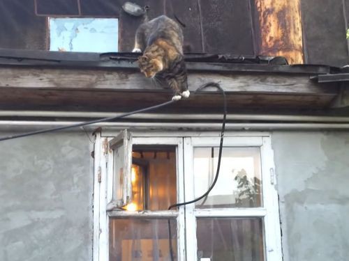 おお、かっこいいぞu2026」猫がダイナミックな方法で窓から家に入る（動画 
