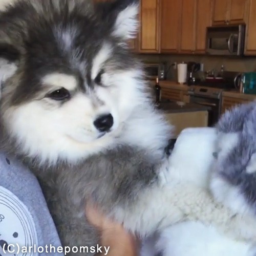 自分そっくりのパペットと出会った犬 えっ 動画 らばq