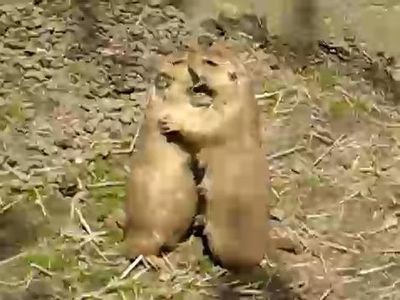 赤面するほどラブラブなプレイリードッグのキスシーン 動画 らばq 赤面するほどラブラブなプレイリードッグのキスシーン 動画 らばq