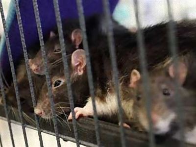 ペットのネズミ1匹が増えに増えて1000匹 家中が埋め尽くされる らばq