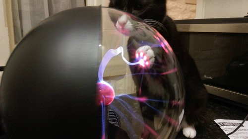 猫がプラズマボールに触れると…こんな風になるのか！」SFチックな1枚