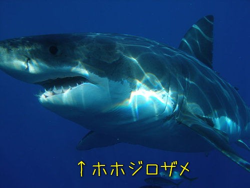 ホホジロザメの数倍の巨体 メガロドン の歯は こんなに大きかった らばq ホホジロザメの数倍の巨体 メガロドン の歯は こんなに大きかった らばq