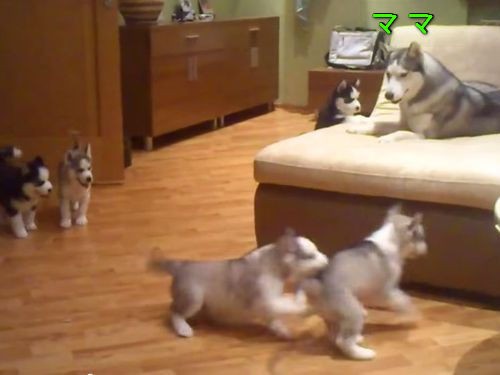 ママハスキー 子犬ハスキーたちに 正しいハスキー犬のなり方 を教える 動画 らばq