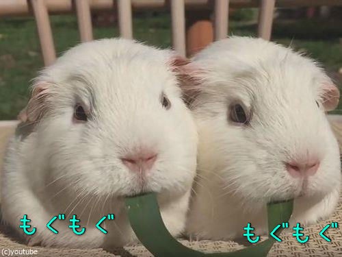 うわっ モルモットが ポッキーゲーム みたいなことしてる 結果は 動画 らばq