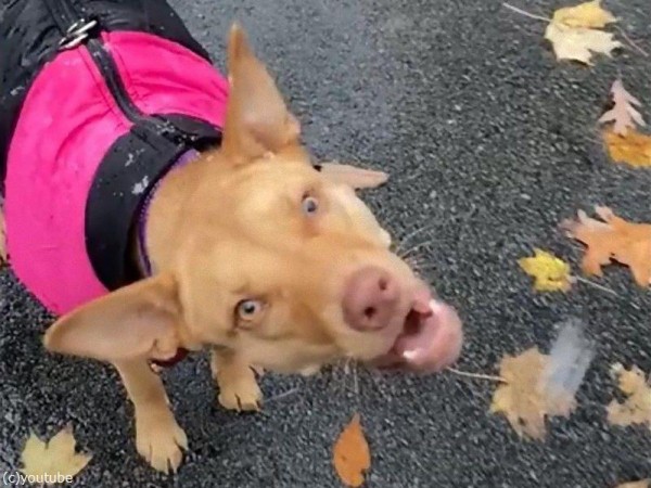 初めて雪が降ってくるのを見た犬 混乱する ナニコレ 動画 らばq