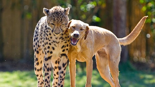 いつだって仲良し 赤ちゃんチーターと子犬のほほえましい友情 らばq