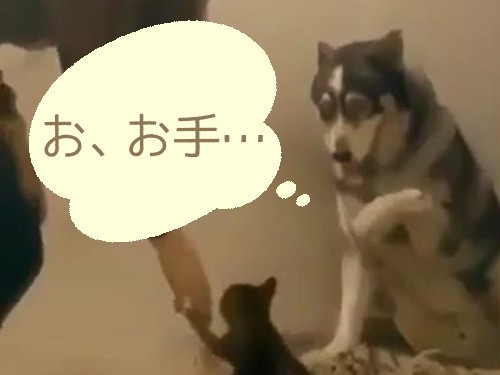 犬に お手 をしてもらうはずが 子猫が割り込んできたんだけど 動画 らばq