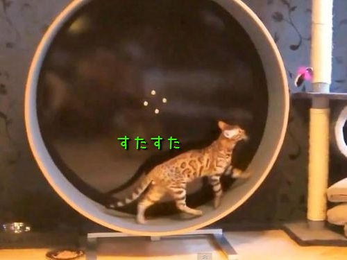 くるくる この猫 ハムスターみたいなんだけど 動画 らばq