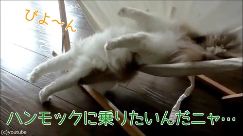 猫にハンモックを与えたけどうまく乗れない だが しかし 数か月後 動画 らばq