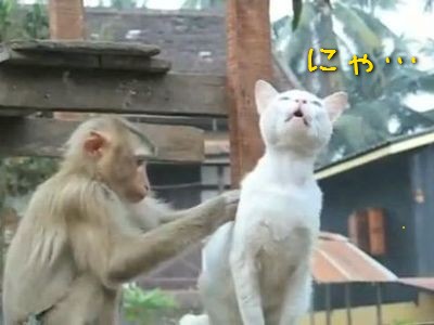 猫うっとり 仲良しの猿に毛づくろいされまくる 動画 らばq