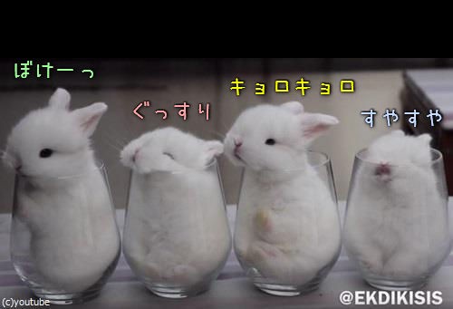 赤ちゃん子ウサギを4匹 ガラスのコップの中に入れるとね こんなことになる 動画 らばq