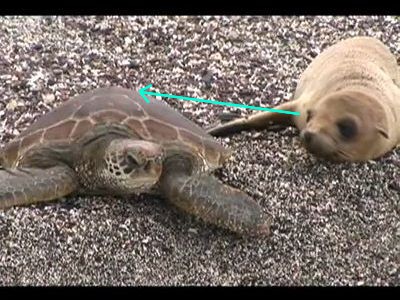 亀に乗って移動する赤ちゃんアシカ ガラパゴス島 動画 らばq