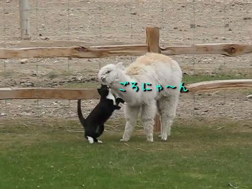 愛おしくてたまらないニャ アルパカから離れようとしない猫 動画 らばq