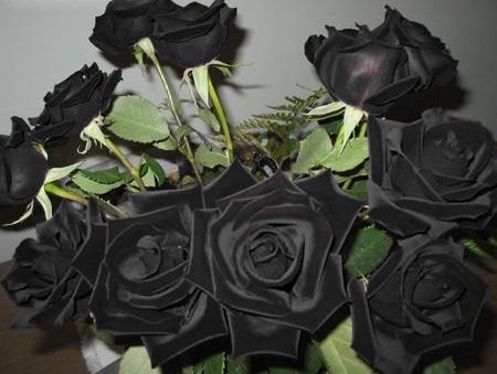 追記あり トルコに咲く天然の 黒バラ はドキッとするほど黒かった 驚きの写真いろいろ らばq