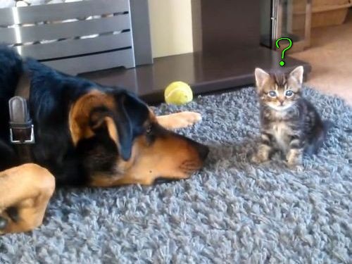 犬 ああ子猫と遊びたい でも大きさが違い過ぎて 動画 らばq