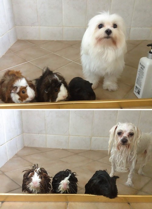 犬や猫がお風呂で濡れて大変身 ビフォー アフター写真いろいろ らばq