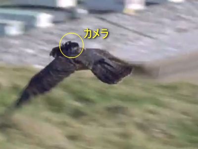 こんなに凄かった 最速の鳥ハヤブサにカメラをつけた飛行映像 動画 らばq