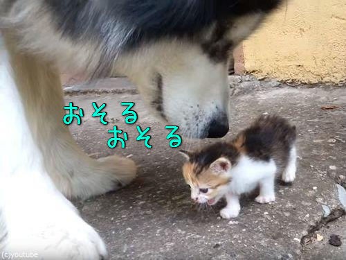 大きな犬 ああ壊れちゃいそう 子猫をおそるおそるかわいがる 動画 らばq