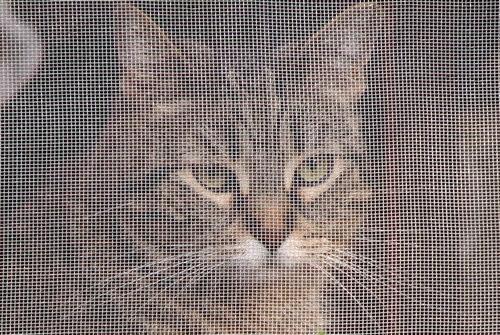 暖かい日に網戸を外すとu2026うちの猫はこんな行動をとる」かわいい1枚 : らばQ