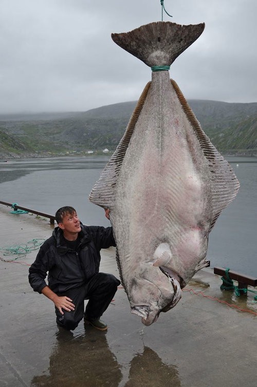 カレイってレベルじゃない 世界記録となる大型魚がドイツ人によって釣り上げられる らばq