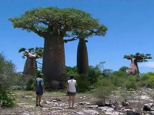 地球上の光景とは思えない バオバブの木 の写真14枚 らばq